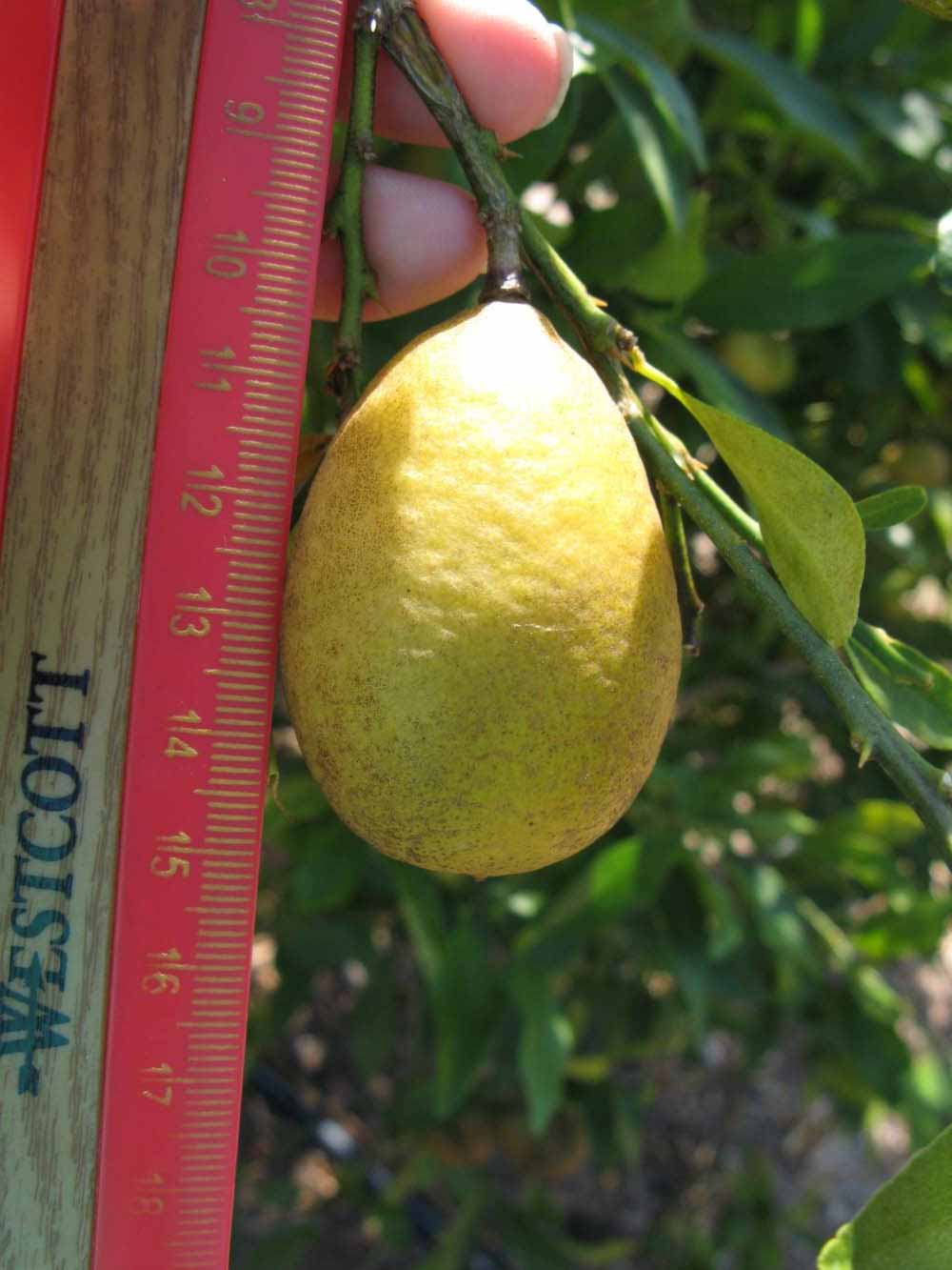            Fruit (Winter Haven, FL)   